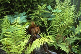 Squirrel in the Nature Park Steigerwald