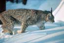 Bayerischer Wald: Luchs
