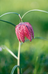 Spessart - Main Odenwald: Kleine Schachbrettblume