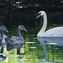 Oberpfälzer Wald Urlaub: Schwäne auf Weiher