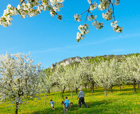 Kirschbl&uuml;te