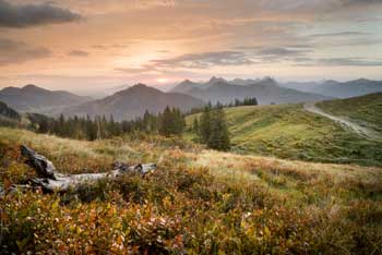 Bergwald Allg&auml;u