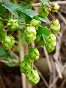 Hopfen