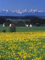 Region Inn-Salzach: Blumenwiese