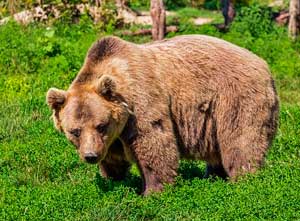 B&auml;r im Bayerischen Wald