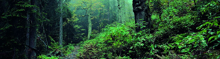 Urlaub im Bayerischen Wald: Nationalpark Bayerischer Wald