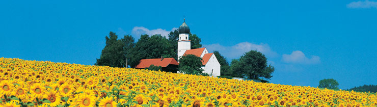 Niederbayern Urlaub: Sonnenblumenfeld vor Kirche