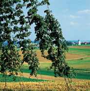 Niederbayern: Hopfenlandschaft in der Hallertau