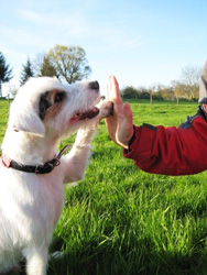 Urlaub mit Hund in Bayern